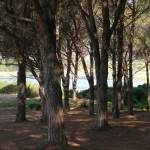 Pineta di Baia Sant'Anna