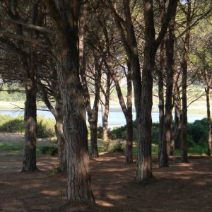 Pineta di Baia Sant'Anna