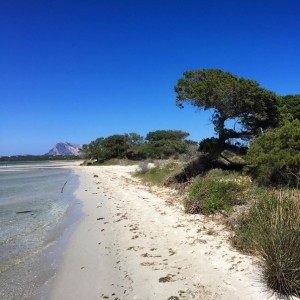 La Cinta nord (San Teodoro)