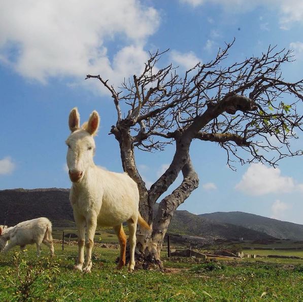 Asinello Bianco (Parco dell’Asinara) Asinello Bianco (Parco dell'Asinara)