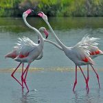 Stagno di Molentargius Fenicotteri Rosa