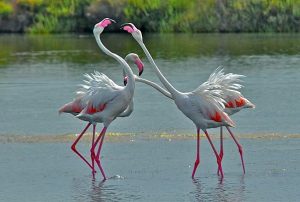 Stagno di Molentargius Fenicotteri Rosa