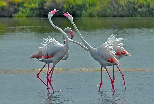 Stagno di Molentargius Fenicotteri Rosa Stagno di Molentargius Fenicotteri Rosa
