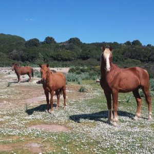 Parco Monte Arci