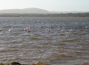 Stagno di Pilo